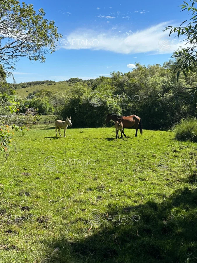 Chacra en Minas, propiedad 250444 -Imagen 2