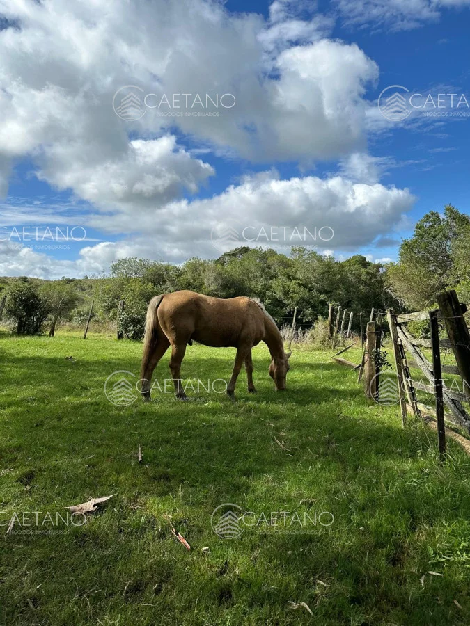 Chacra en Minas, propiedad 250444 -Imagen 3