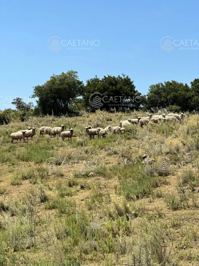 Chacra en Minas, propiedad 250444 -Imagen 10