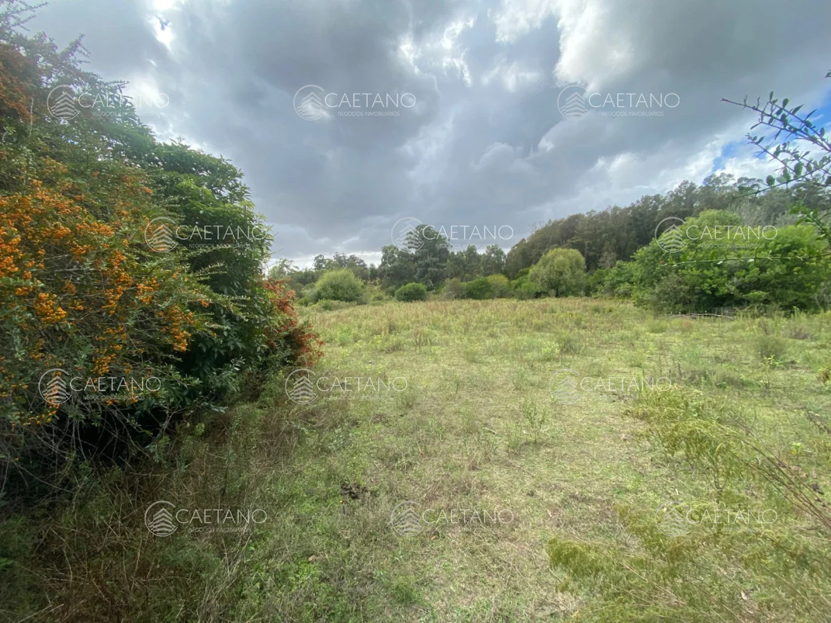 Chacra en Punta Ballena, propiedad 270259 -Imagen 15