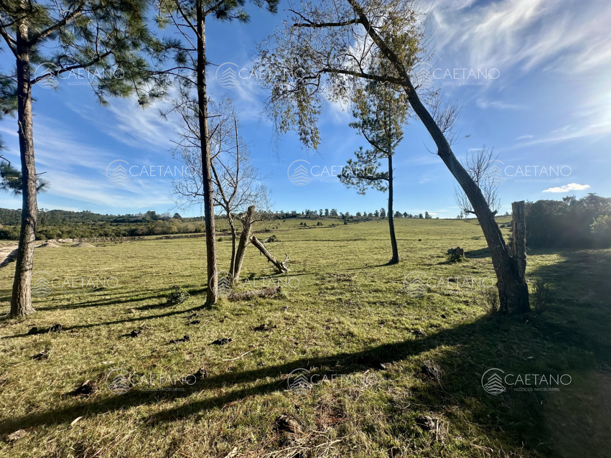 Chacra en Punta Ballena, propiedad 272673 -Imagen 3