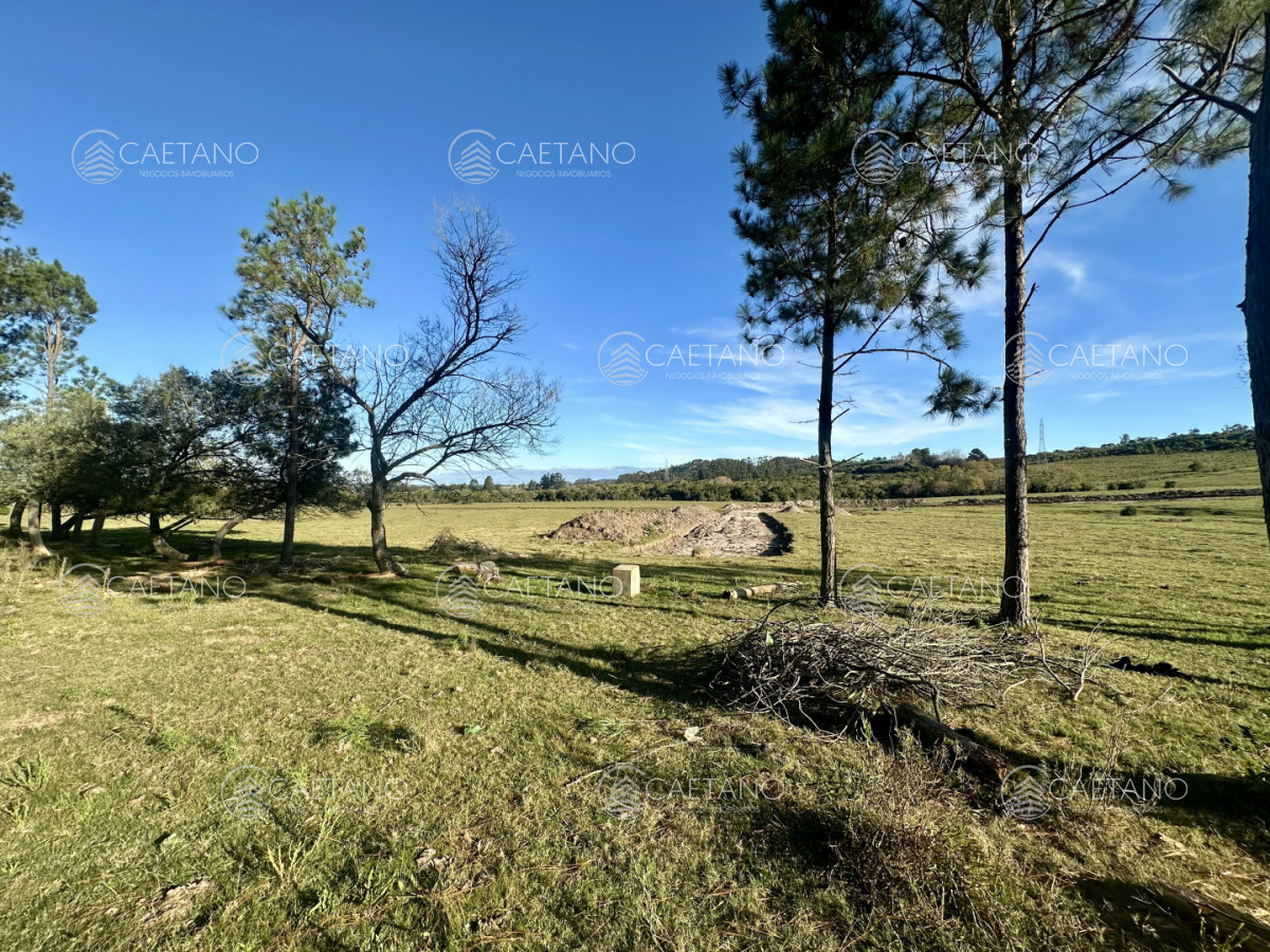 Chacra en Punta Ballena, propiedad 272785 -Imagen 4
