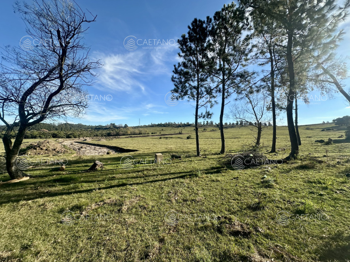 Chacra en Punta Ballena, propiedad 272785 -Imagen 1