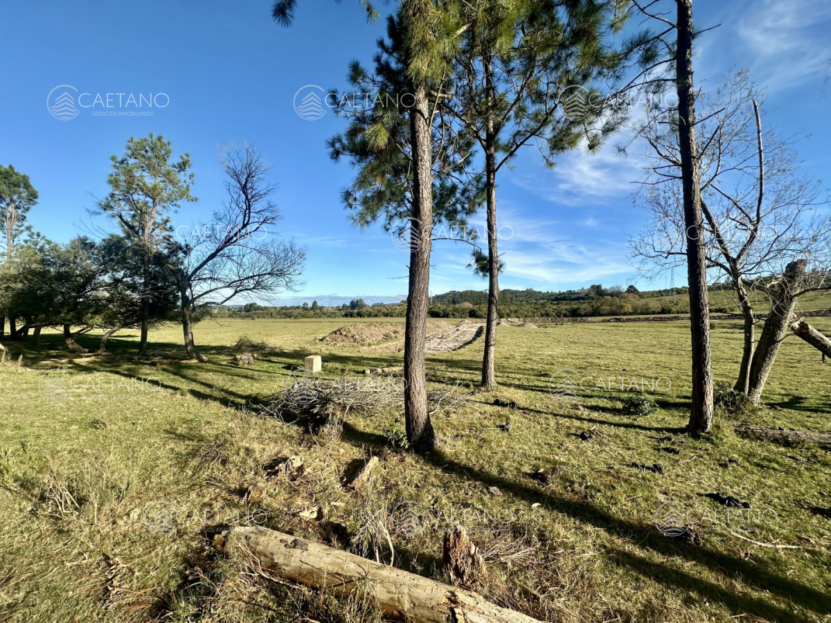 Chacra en Punta Ballena, propiedad 272785 -Imagen 8