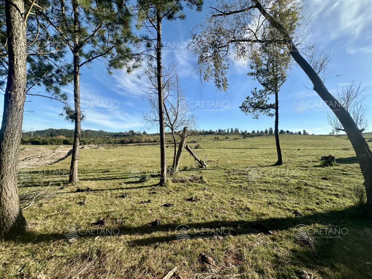 Chacra en Punta Ballena, propiedad 272786 -Imagen 10
