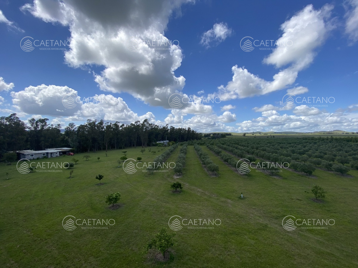 Chacra en Minas, propiedad 273710 -Imagen 6
