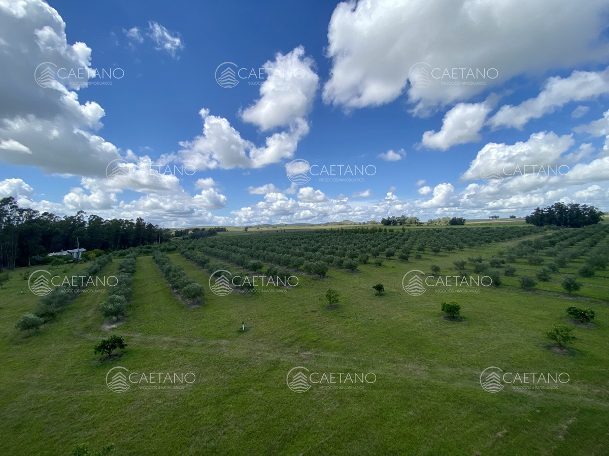 Chacra en Minas, propiedad 273710 -Imagen 7