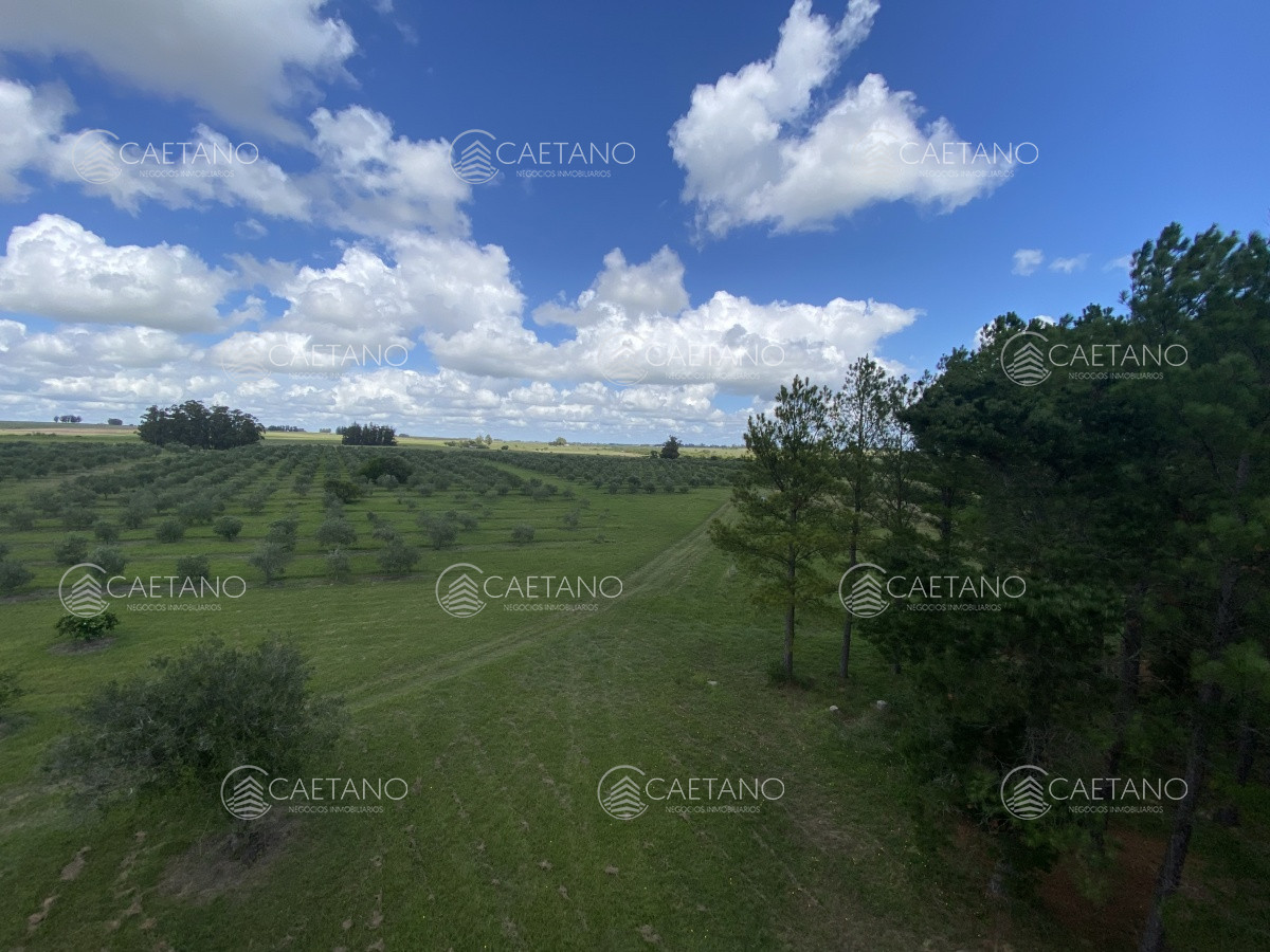 Chacra en Minas, propiedad 273710 -Imagen 8