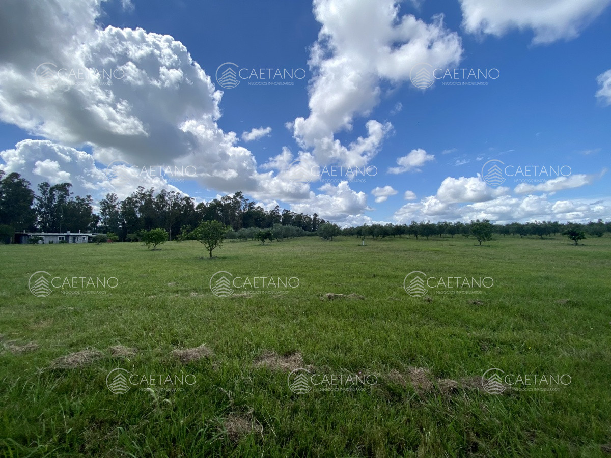 Chacra en Minas, propiedad 273710 -Imagen 10