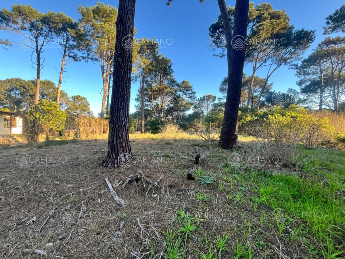 Terreno en Punta Ballena, propiedad 285422 -Imagen 1