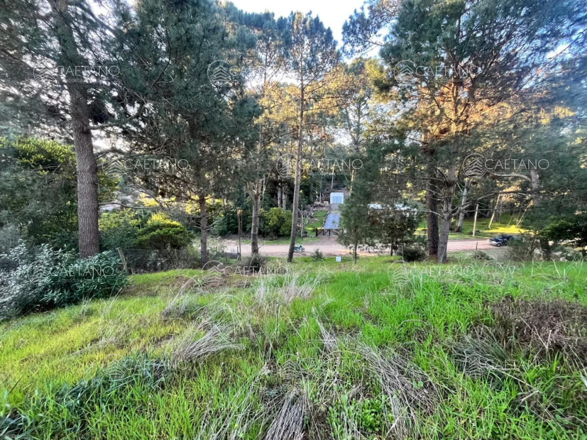 Terreno en Punta Ballena, propiedad 285422 -Imagen 3