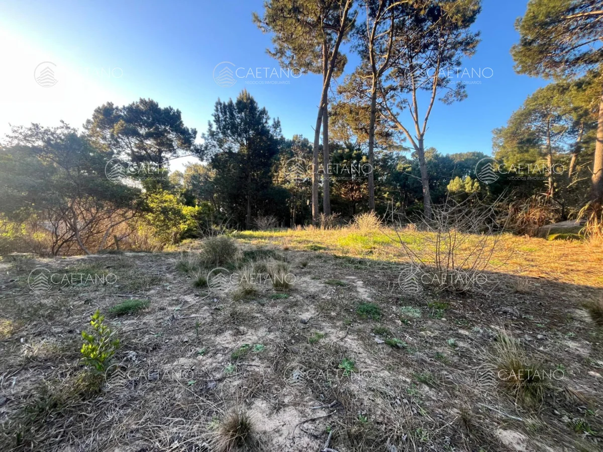 Terreno en Punta Ballena, propiedad 285422 -Imagen 4