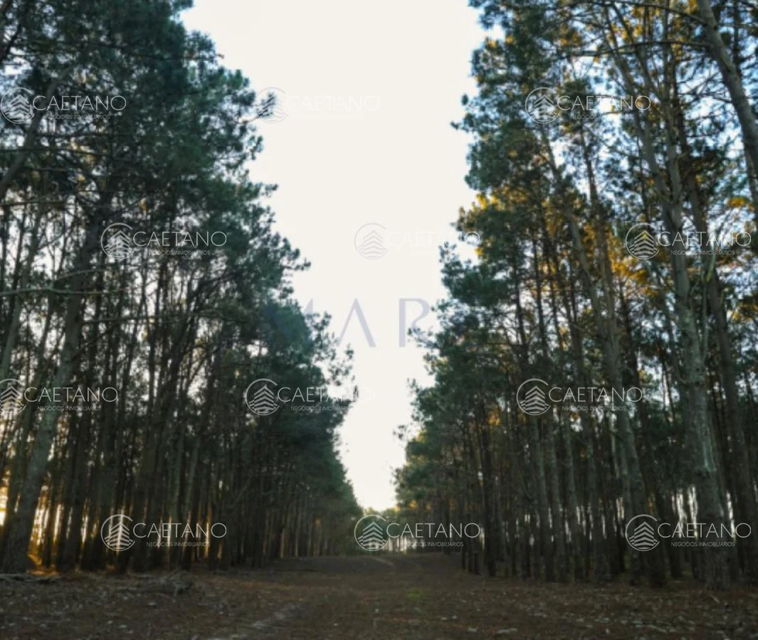 Chacra en Laguna Garzon, propiedad 295244 -Imagen 6