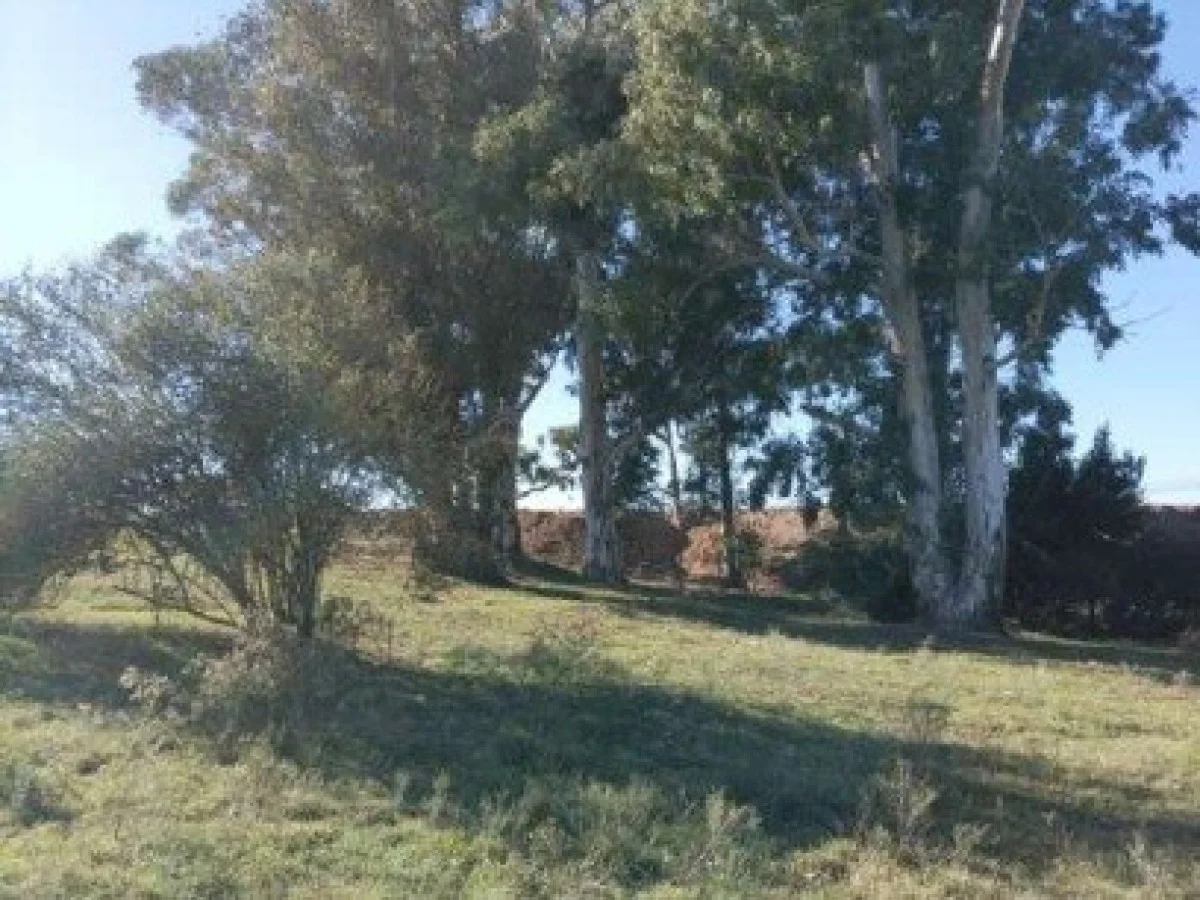 Chacra en Punta Rieles, propiedad 284442 -Imagen 3