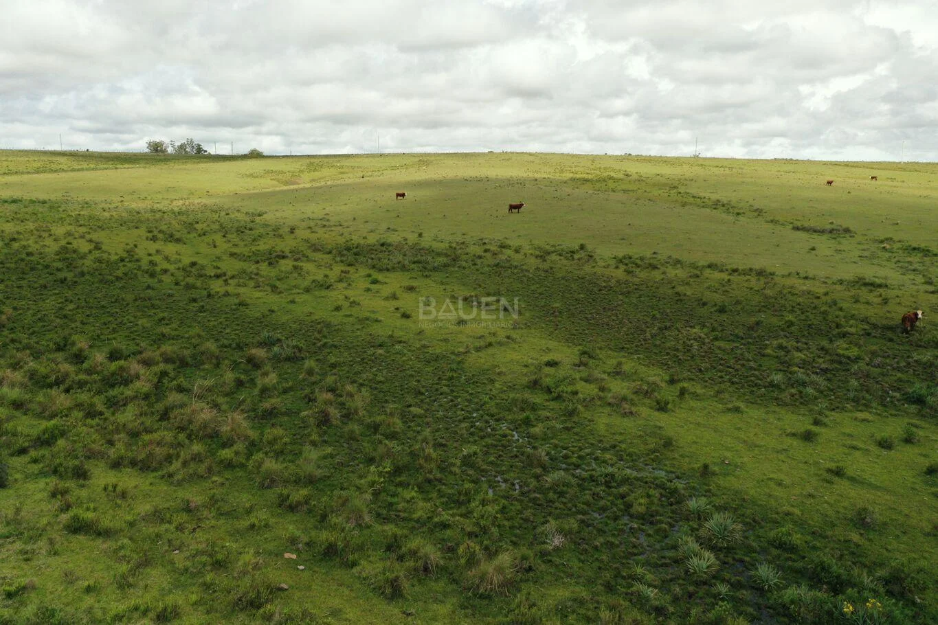 Chacra en Rural, propiedad 61296 -Imagen 5