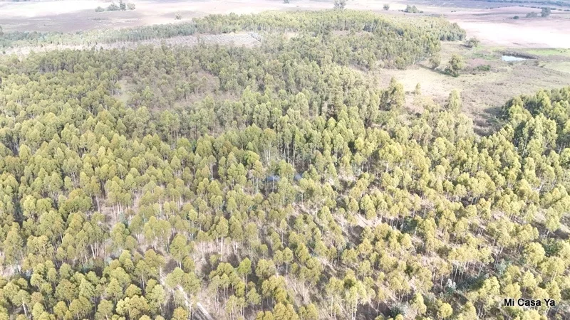 Campo en Canelones, propiedad 274495 -Imagen 7