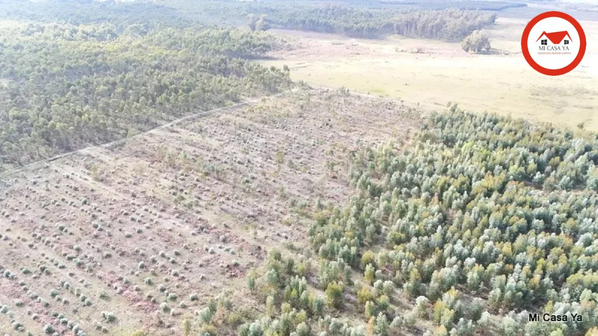 Campo en Punta del Este, propiedad 286740 -Imagen 13