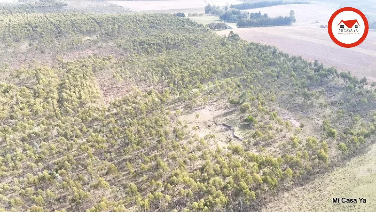 Campo en Punta del Este, propiedad 286740 -Imagen 4