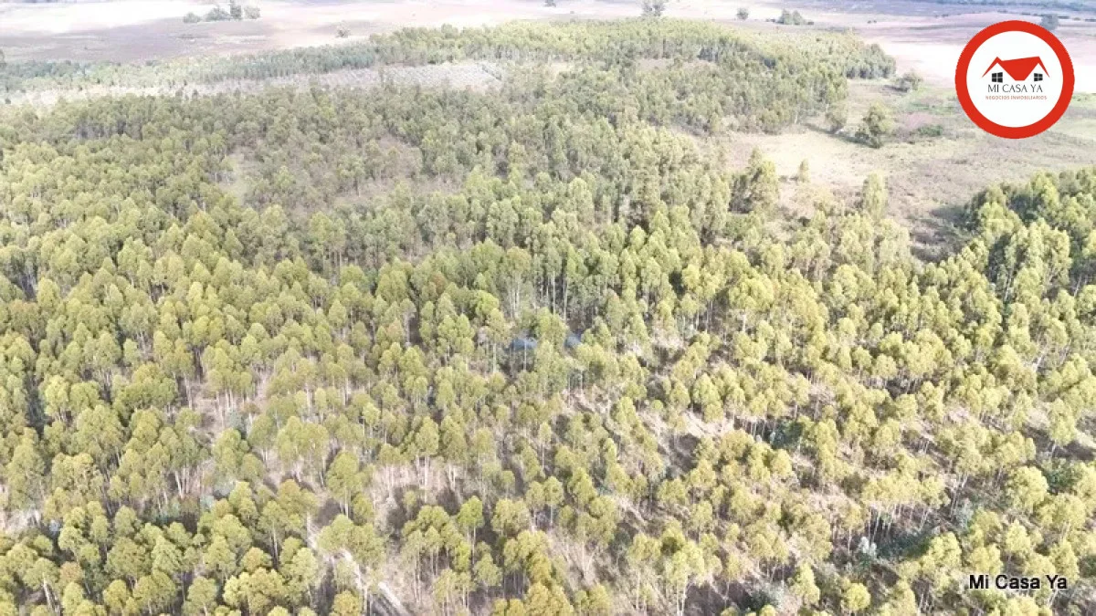 Campo en Punta del Este, propiedad 286740 -Imagen 7