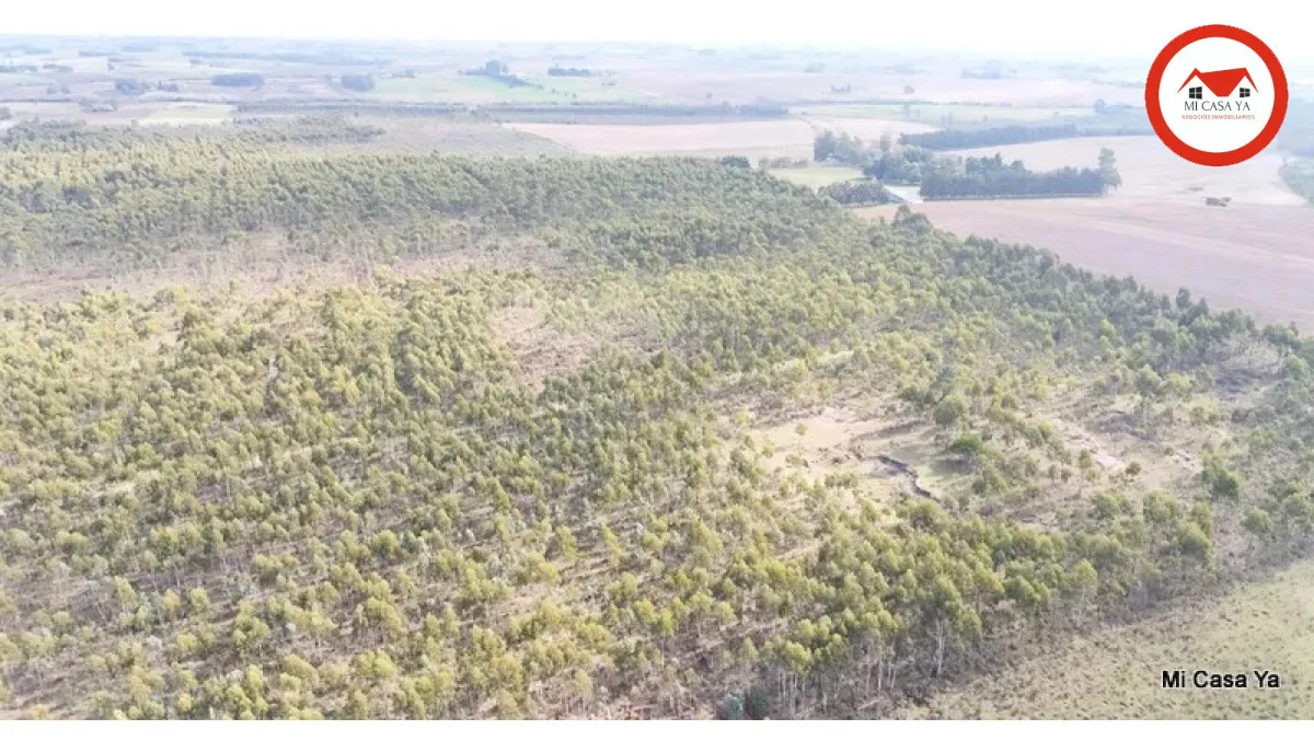 Campo en Punta del Este, propiedad 286740 -Imagen 10