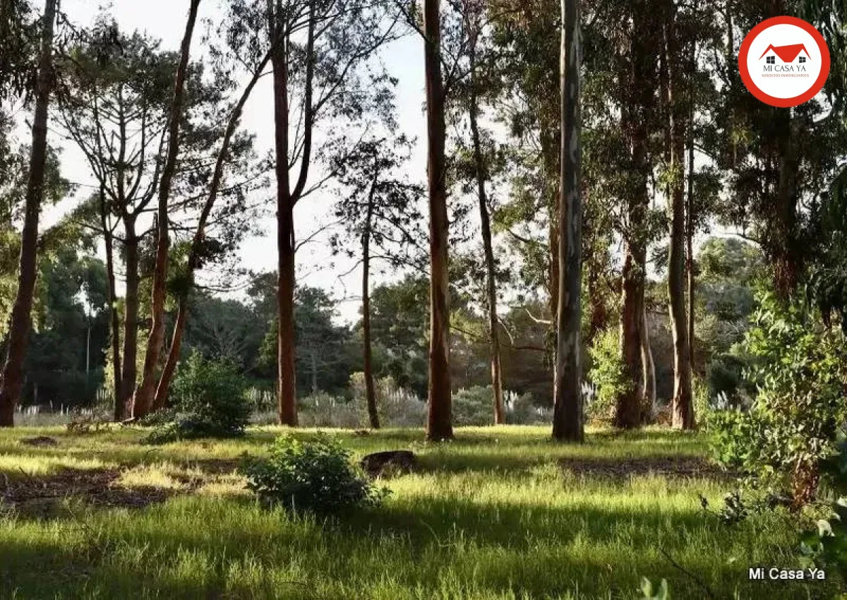 Terreno en Punta del Este, propiedad 286741 -Imagen 10