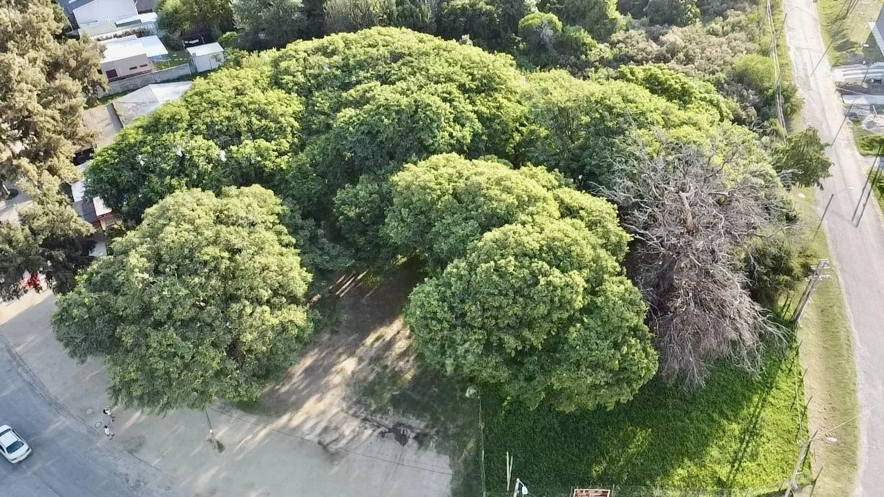 Terreno en Colonia del Sacramento, propiedad 192877 -Imagen 6