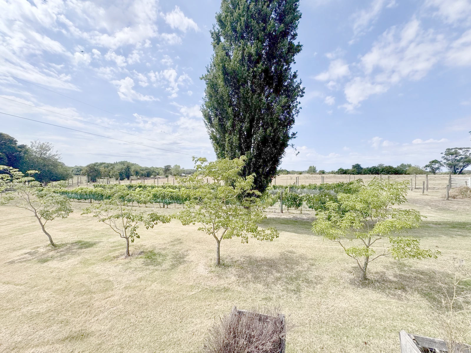 Chacra en Colonia del Sacramento, propiedad 249743 -Imagen 9