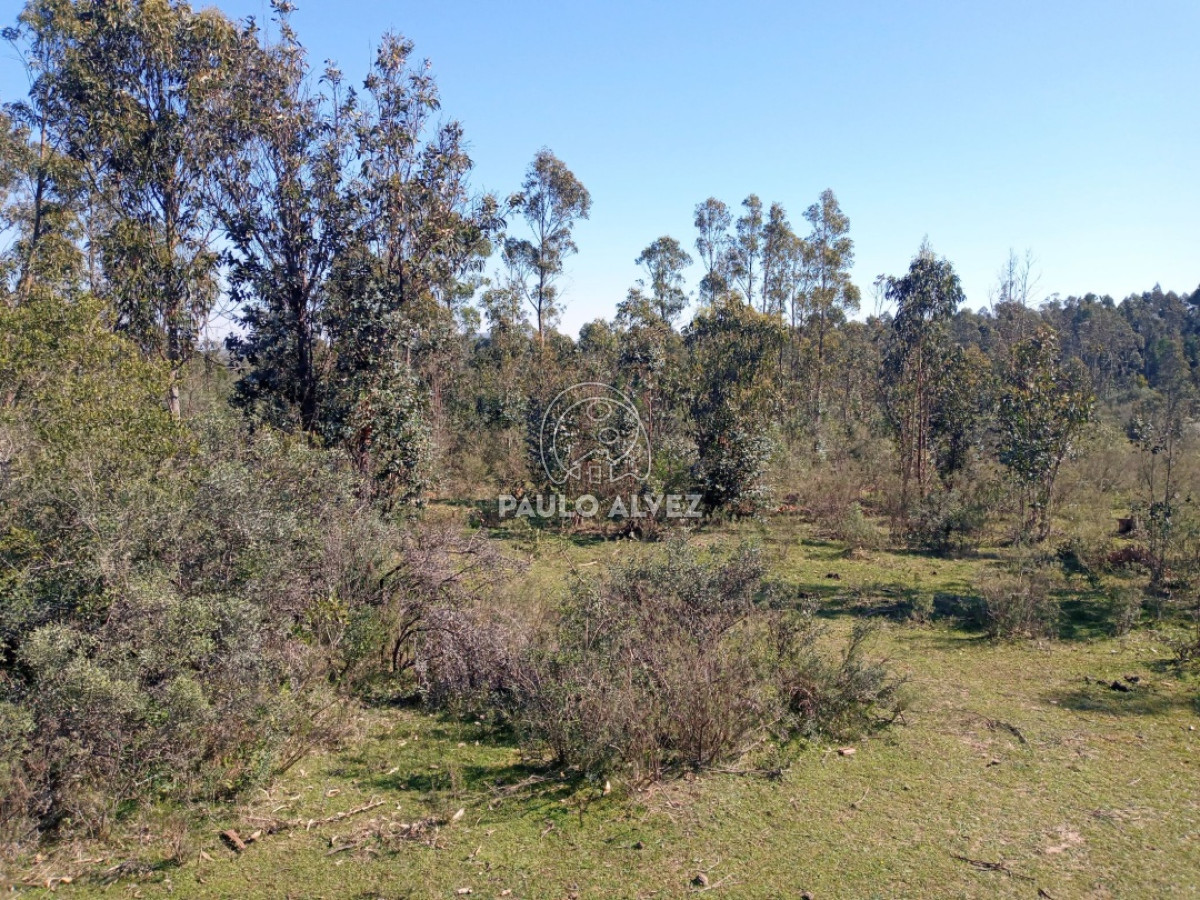 Chacra en Piriápolis, propiedad 170180 -Imagen 14