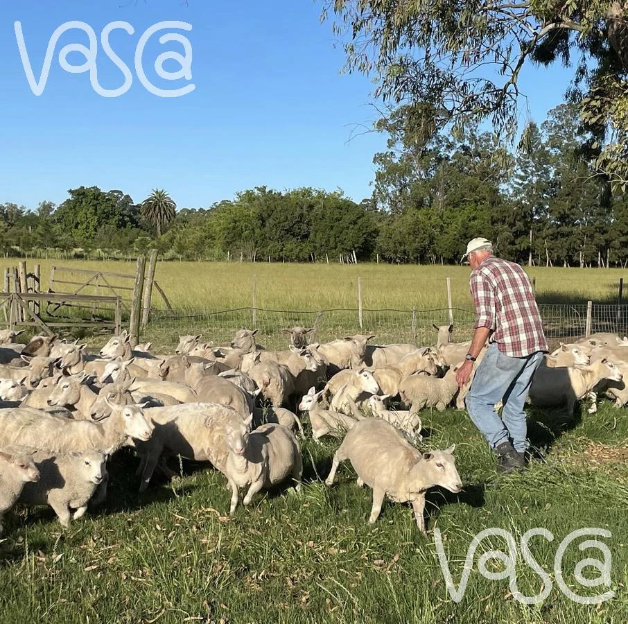 Campo en Nueva Helvecia, propiedad 229324 -Imagen 11