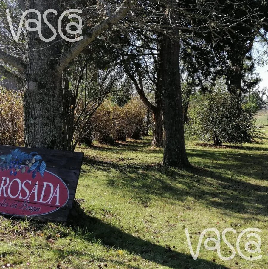 Campo en Nueva Helvecia, propiedad 229324 -Imagen 5