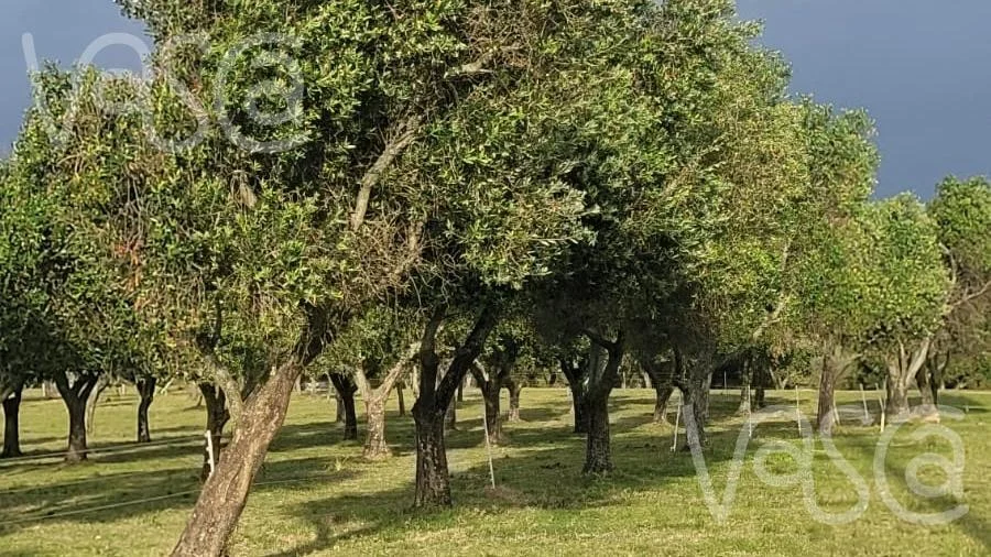Chacra en Pueblo Eden, propiedad 277712 -Imagen 12