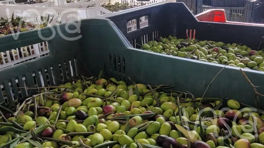 Chacra en Pueblo Eden, propiedad 277712 -Imagen 21