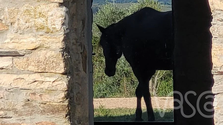 Chacra en Pueblo Eden, propiedad 277712 -Imagen 6