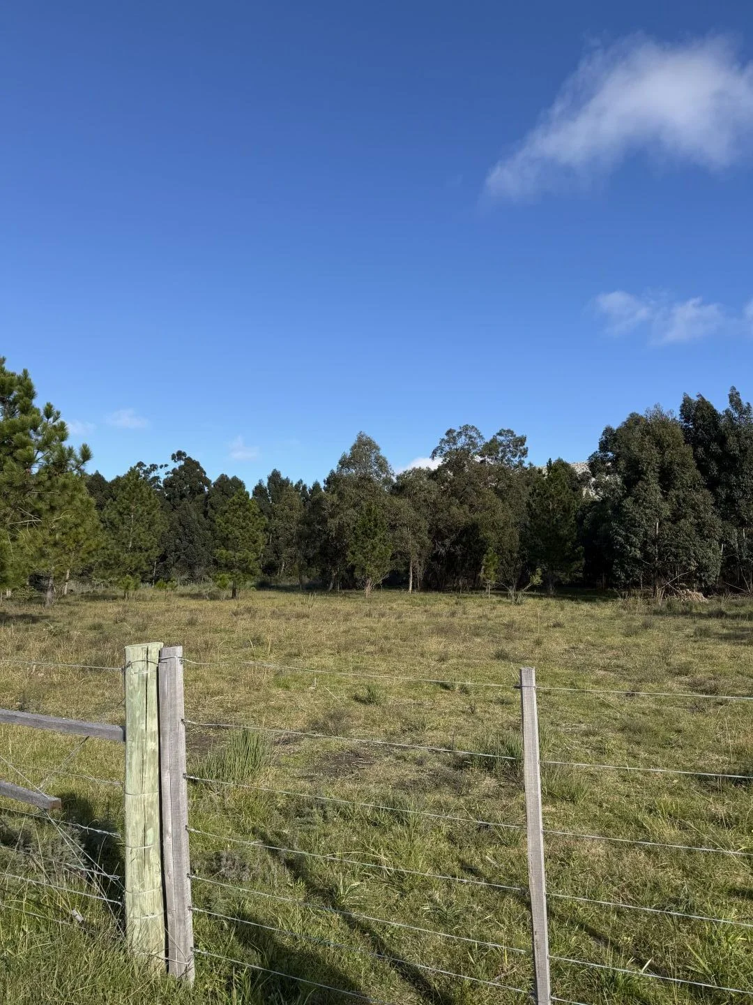 Chacra en Punta del Este, propiedad 289702 -Imagen 4