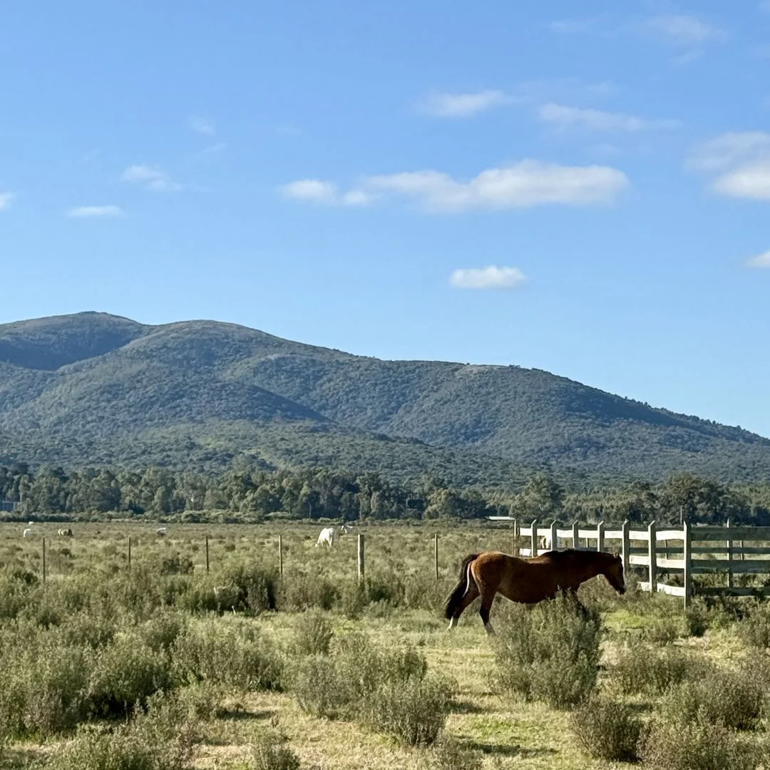 Campo en Bella Vista, propiedad 299837 -Imagen 1
