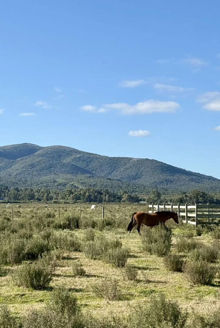 Campo en Bella Vista, propiedad 299837 -Imagen 2