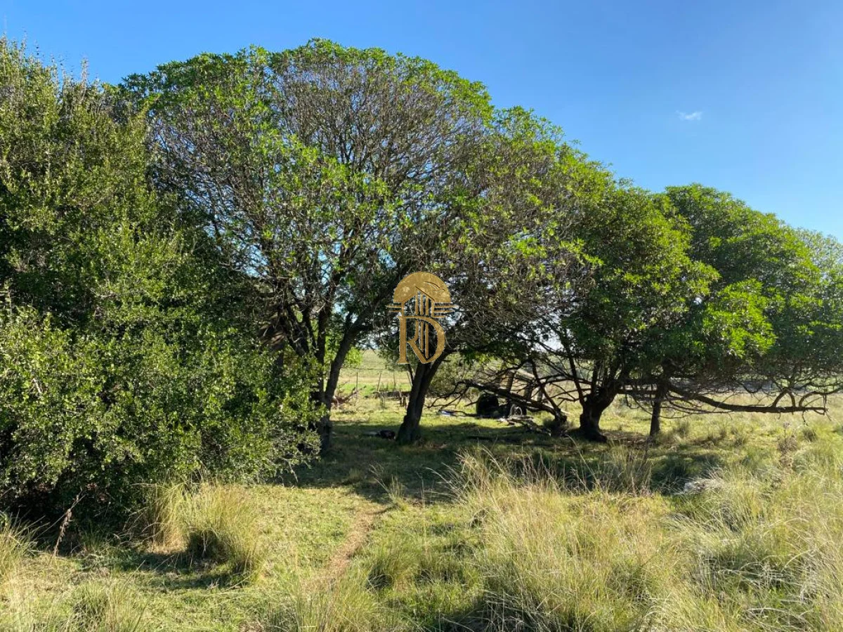 Chacra en San Carlos, propiedad 267792 -Imagen 9