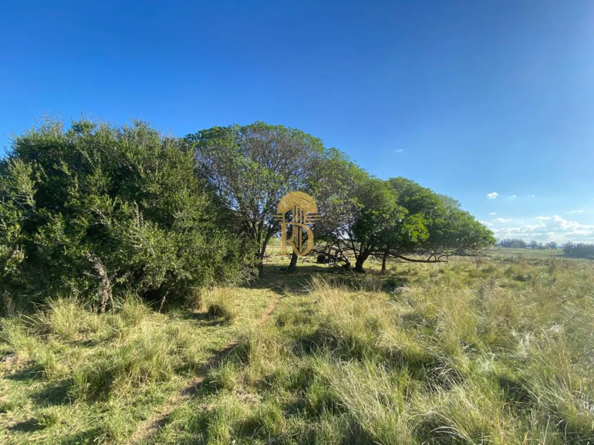 Chacra en San Carlos, propiedad 267792 -Imagen 10