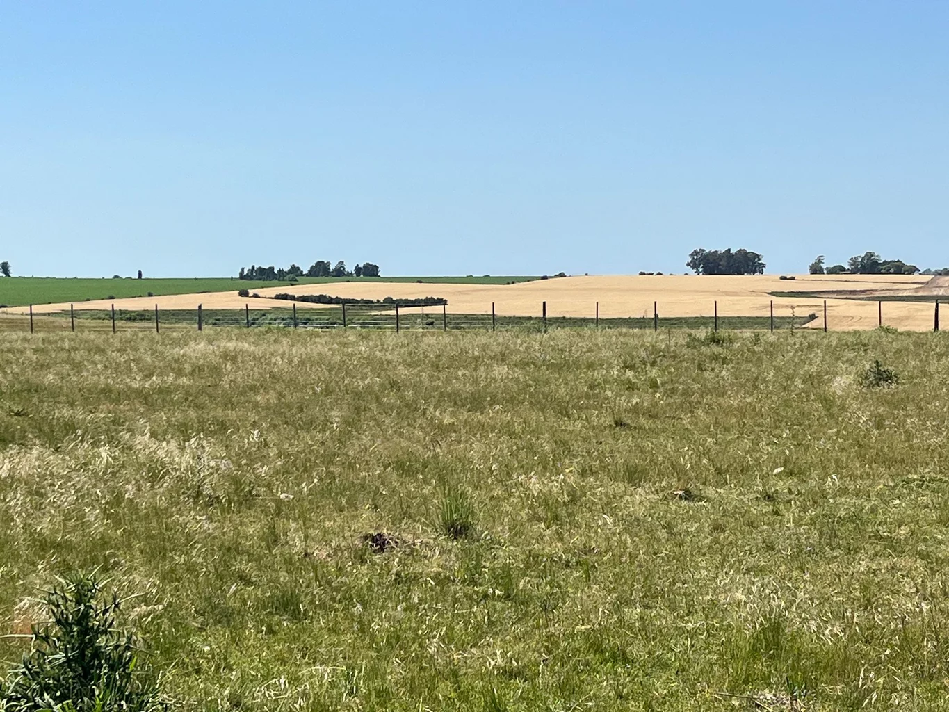 Campo en San José, propiedad 252290 -Imagen 1