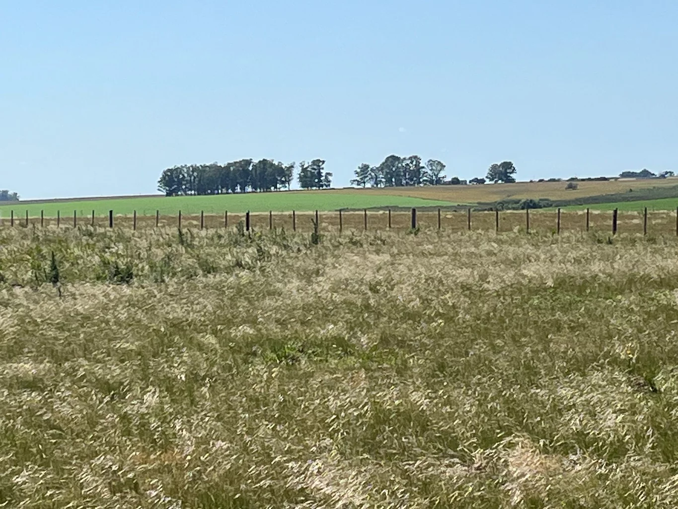 Campo en San José, propiedad 252290 -Imagen 3