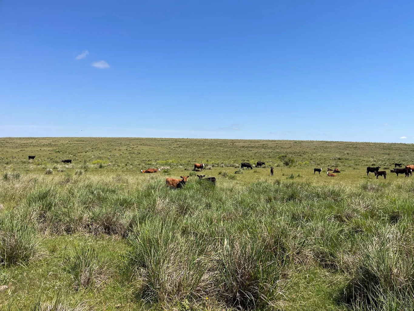 Campo en San José, propiedad 252290 -Imagen 4