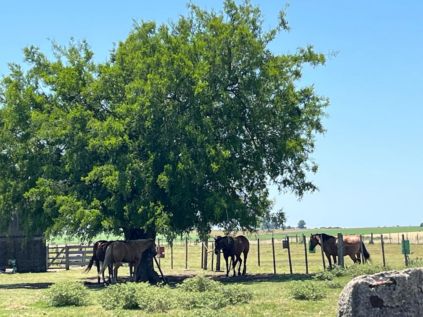 Campo en San José, propiedad 252290 -Imagen 6