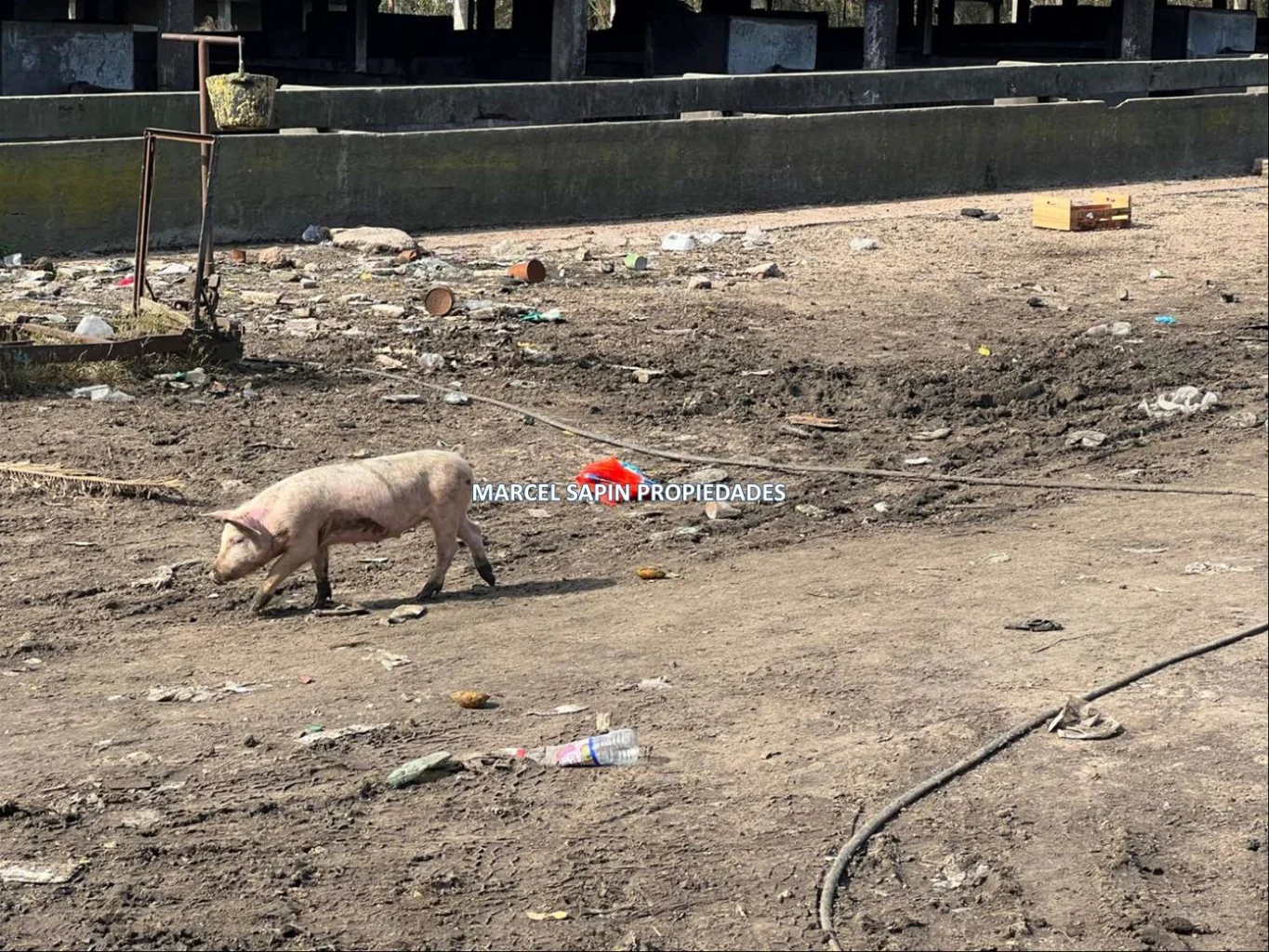 Chacra en Carrasco Norte, propiedad 288374 -Imagen 15