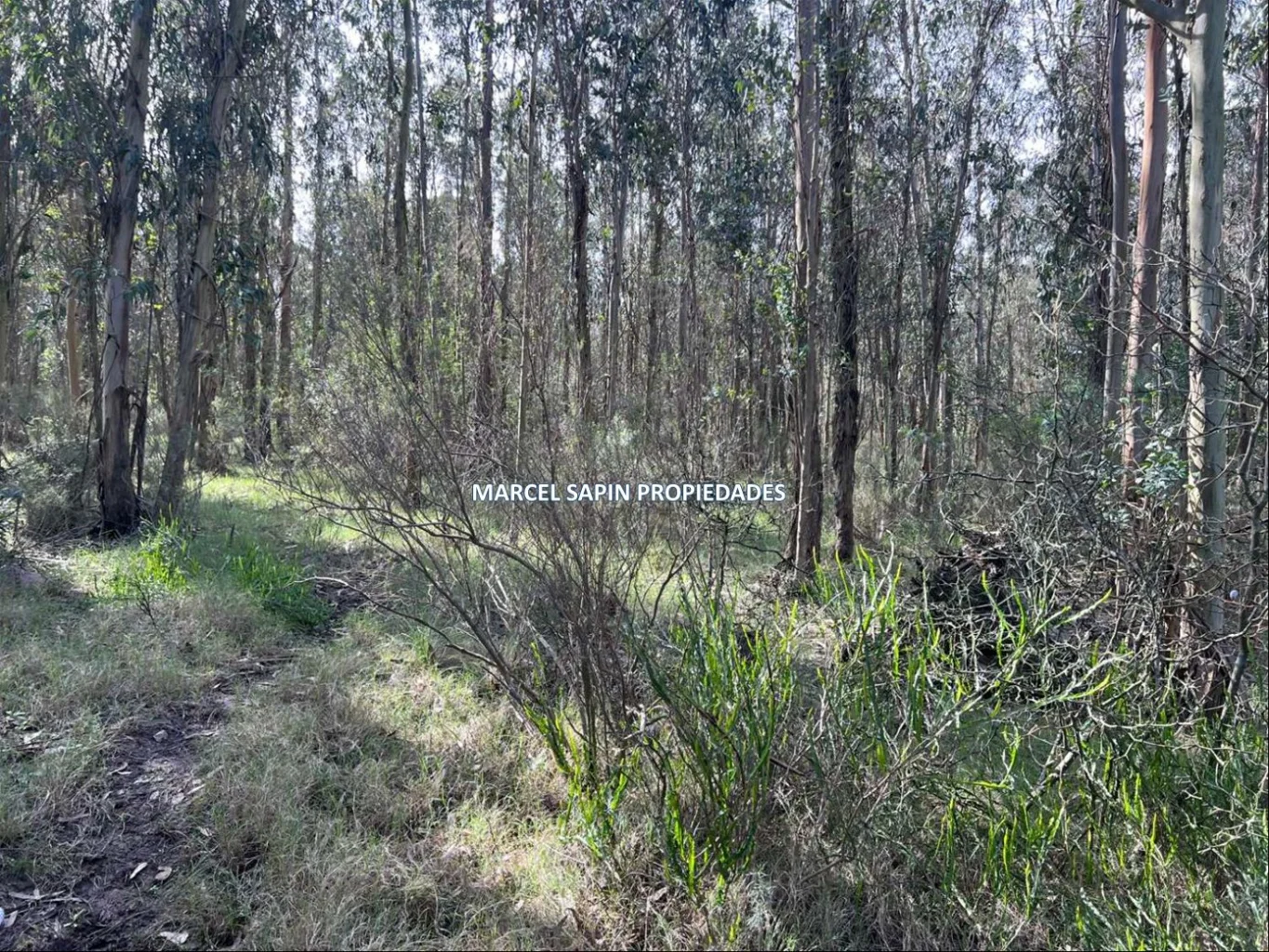 Chacra en Carrasco Norte, propiedad 288374 -Imagen 2