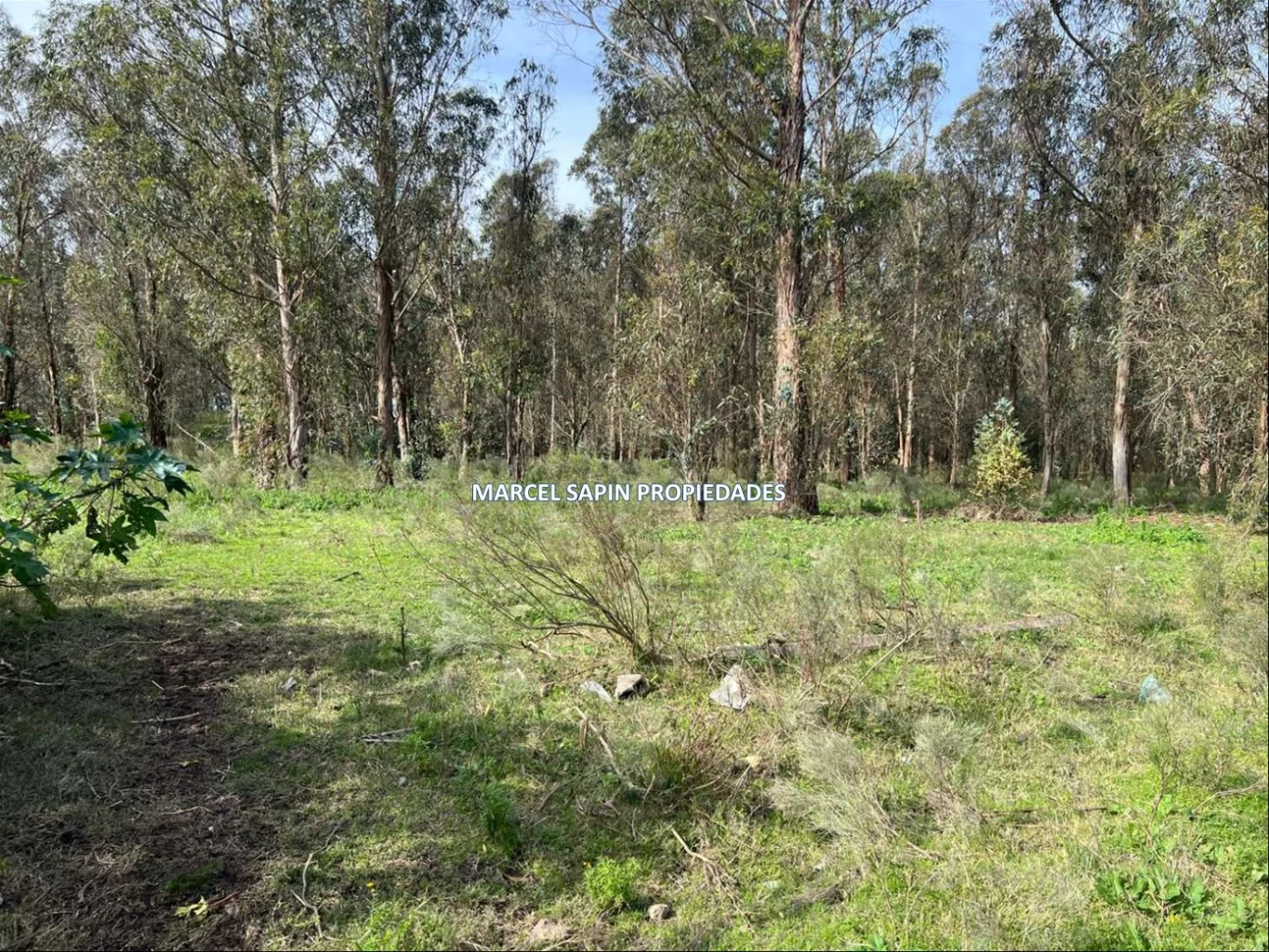 Chacra en Carrasco Norte, propiedad 288374 -Imagen 22