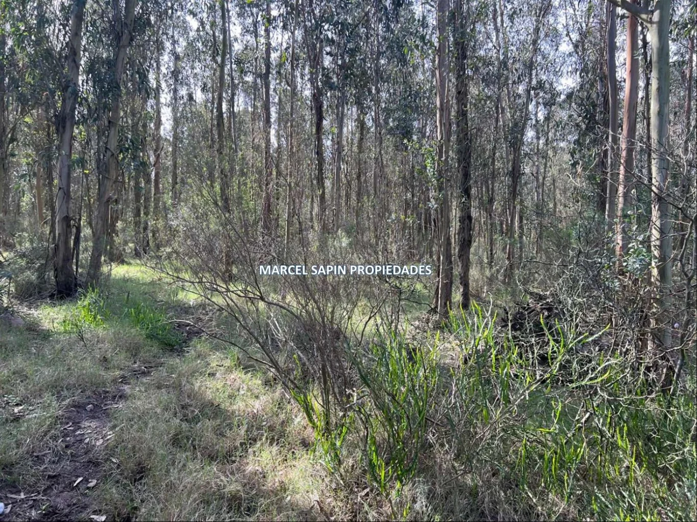 Chacra en Carrasco Norte, propiedad 288374 -Imagen 3