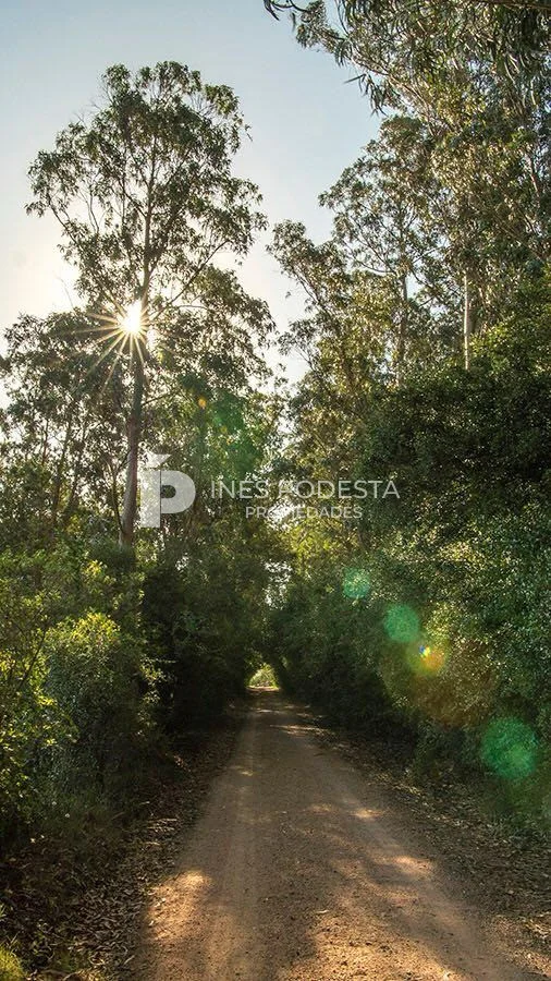 Chacra en Punta Ballena, propiedad 217636 -Imagen 2