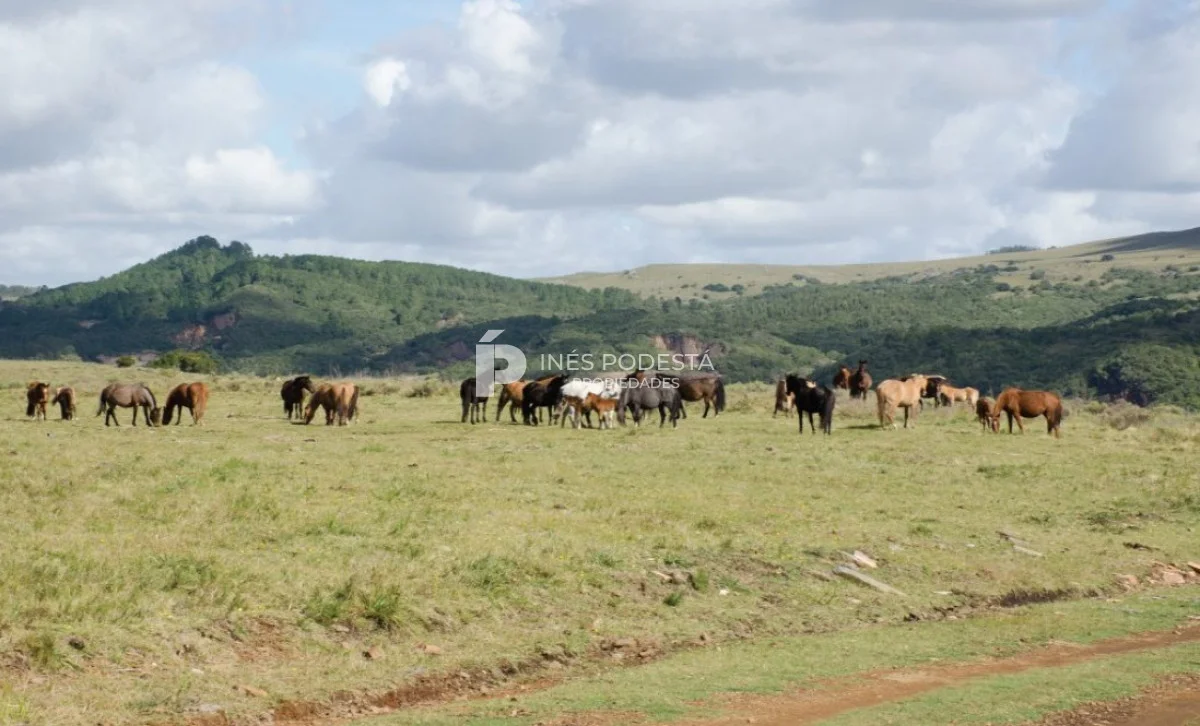 Chacra en Minas, propiedad 261737 -Imagen 22