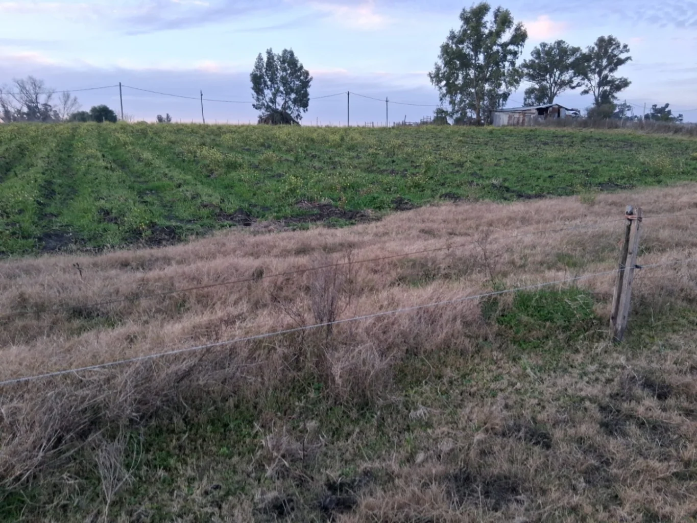 Chacra en Tala, propiedad 276239 -Imagen 15