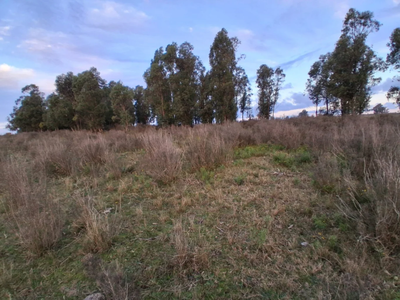 Chacra en Tala, propiedad 276239 -Imagen 19